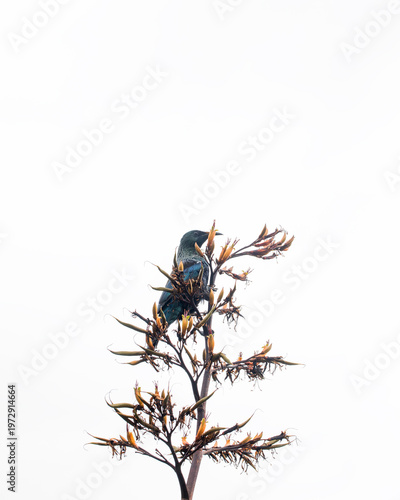 Tui bird perched on flax plant isolated on white sky minimal wildlife new zealand