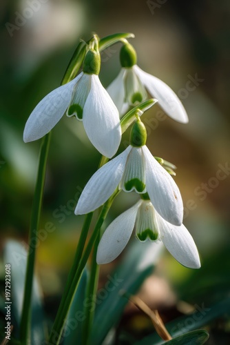 Delicate White Snowdrop Flowers Blooming in Early Spring Sunlight.
