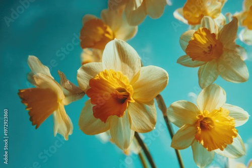 Close-up of Vibrant Daffodils Blooming Against a Turquoise Background.
