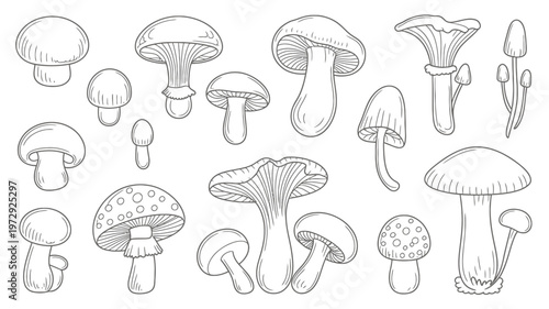 Collection of HandDrawn Mushroom Illustrations in Sketch Style.
