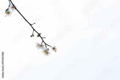 Elegant branch of white plum blossoms isolated on a pure white background with abundant copy space.