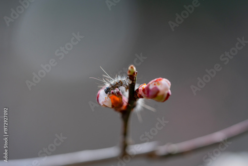 Macro photography of a small caterpillar crawling on a blooming plum blossom bud in early spring.