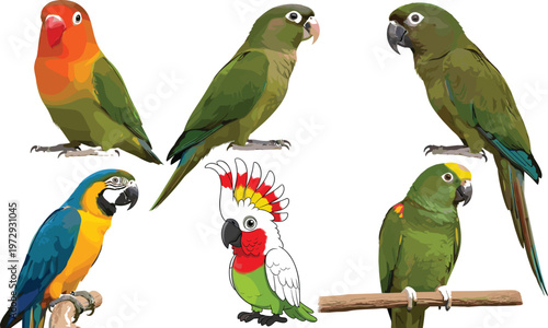 Colorful Tropical Parrot Birds Collection with Macaw, Lovebird, Cockatoo and Green Parakeets Realistic Exotic Bird Illustration Set
