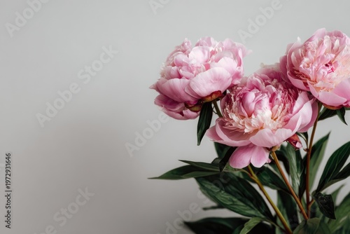 Close-up of Delicate Pink Peony Flowers with Green Leaves Against a Soft Gray Background.