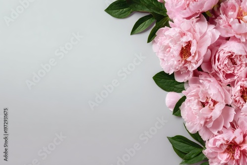 Beautiful Pink Peony Flowers Bordering a Soft Gray Background.