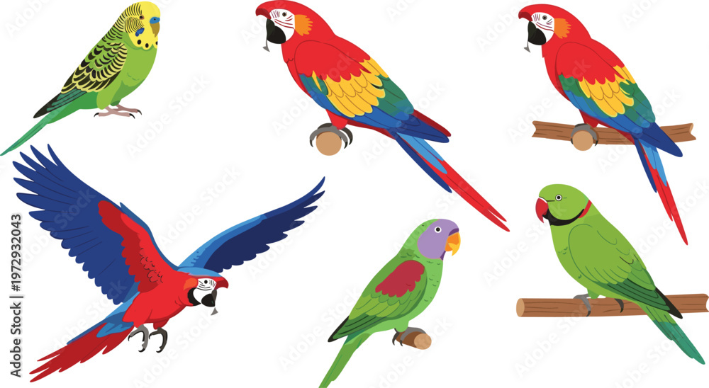 Obraz premium Colorful Parrot Birds Set with Macaw, Parakeet and Budgerigar Tropical Exotic Birds Flying and Perched Vector Illustration Collection