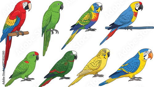 Tropical Parrot Birds Collection with Macaw, Budgerigar and Green Parakeets Colorful Exotic Bird Set Isolated Vector Style Illustration