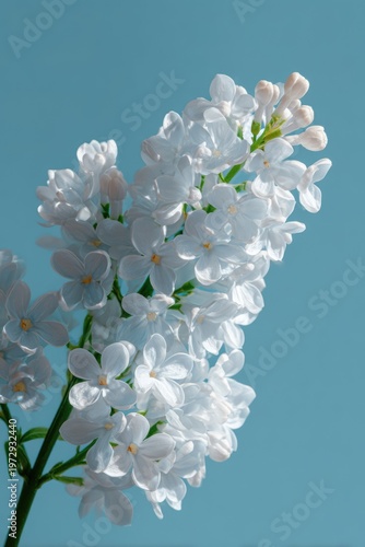 Delicate White Lilac Blossoms Against a Clear Blue Sky.