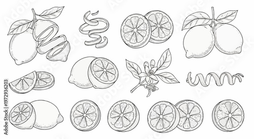 Lemon vector line icons set featuring whole fruit, sliced citrus cross-sections, wedges, spiral peel zest, and flowering lemon blossoms with leaves in black and white line art style.