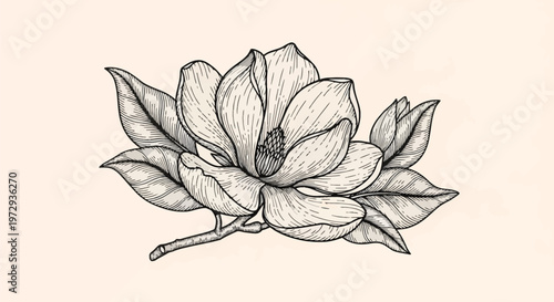 Hand-drawn ink illustration of a blooming magnolia flower with detailed petals, leaves, and buds, isolated on a cream background, vintage botanical engraving style vector art.