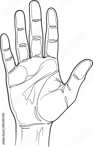 palmistry hand with lines and palm