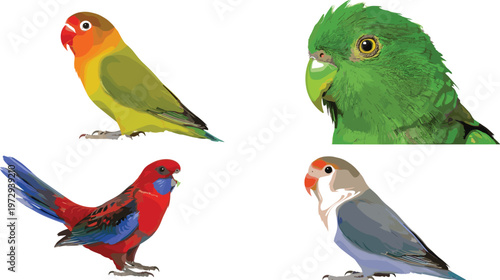 Colorful Lovebird and Parrot Birds Set with Tropical Parakeets Exotic Bird Portrait and Full Body Illustration Collection
