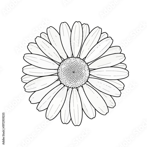 Symmetrical black line art illustration of a daisy flower with multiple elongated petals and a detailed circular disk floret center, isolated on a white background for coloring.