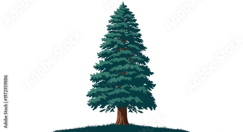Detailed vector illustration of a giant redwood sequoia tree with dense green coniferous foliage and a thick brown trunk, isolated on a white background with a small patch of dark grass.