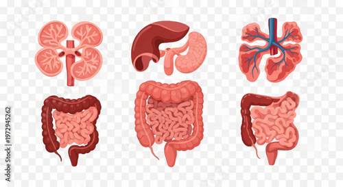Set of anatomical human organ illustrations including lungs with bronchi, kidney cross-section, liver, gallbladder, and three diagrams of the digestive system showing small and large intestines.