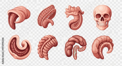 Anatomical illustration set featuring a human skull, coiled intestines, muscle tissues, and various internal organ structures rendered in realistic pink flesh tones for medical design.