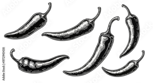 Set of six hand-drawn chili peppers in a vintage woodcut or engraving style. Black and white ink drawing collection of spicy peppers isolated on a white background for design.