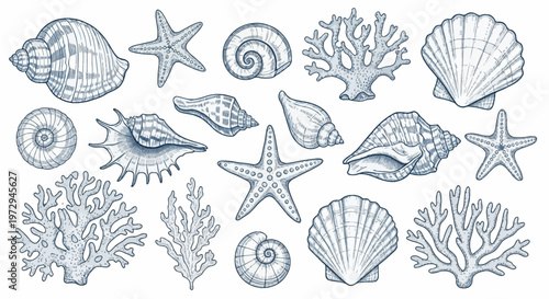 Vintage hand-drawn collection of sea shells, starfish, and coral illustrations in an etched engraving style. Includes scallop, murex, conch, nautilus, and various branching reef corals.