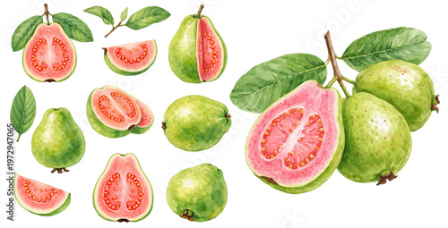 A charming watercolor collection of guavas featuring fresh tropical fruits with pink flesh, green skin, and leafy branches illustrated in a natural botanical food style.