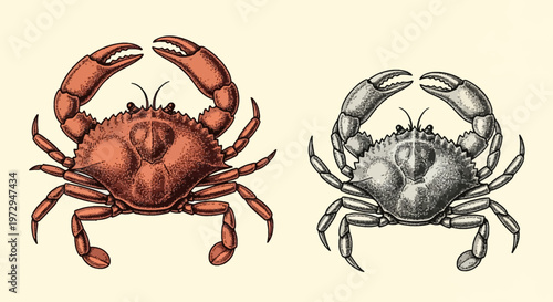 Hand-drawn vector illustration of a crab presented in two styles: a reddish-orange colored version and a black and white monochrome version, both featuring detailed stippling and engraving.