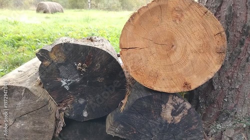 Close-up view of stacked logs showing detailed textures and colors of wood, highlighting the natural patterns and grain in a serene outdoor setting surrounded by greenery