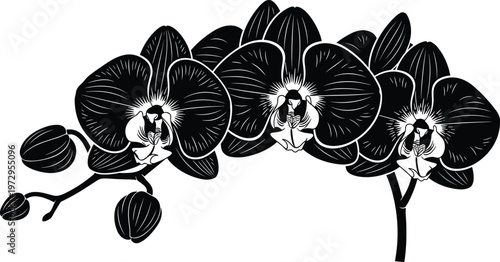 Black Silhouette of Orchid Flowers Branch with Blooming Petals and Buds Isolated on White Background for Elegant Floral Design and Decoration Projects