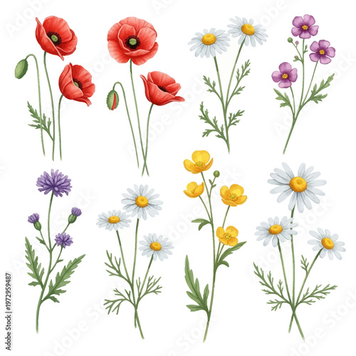 Botanical watercolor collection of eight wildflower stems featuring red poppies, white oxeye daisies, yellow buttercups, and purple cornflowers isolated on a white background.