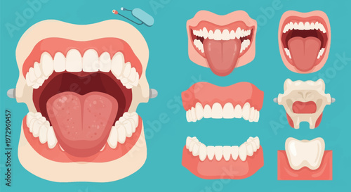 Anatomical vector illustration set of the human mouth, showing detailed views of teeth, tongue, gums, and throat structure for dental education, medical diagrams, and oral health study.
