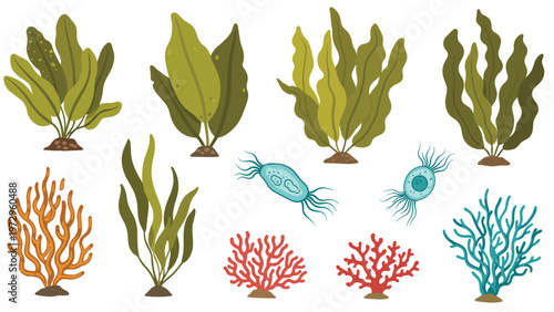 Collection of various underwater plants, seaweeds, colorful corals, and microscopic organisms on a clean white background for sea life.