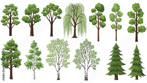 Diverse collection of twelve different tree species including deciduous and evergreen types illustrated on a clean white background.