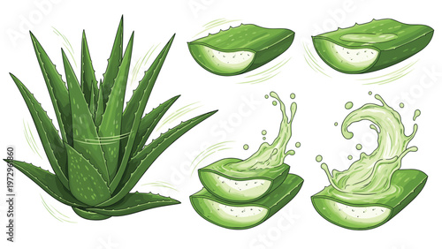 Aloe vera plant illustration features thick green succulent leaves and cut slices with refreshing gel and juice splashes.