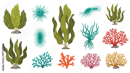 Variety of underwater plants and marine organisms includes different types of seaweed, coral reefs, and colorful algae.