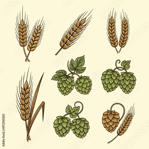 Collection of vintage hand-drawn illustrations featuring golden wheat stalks, barley ears, and green hop cones with leaves isolated on a light background for brewery and farm themes.
