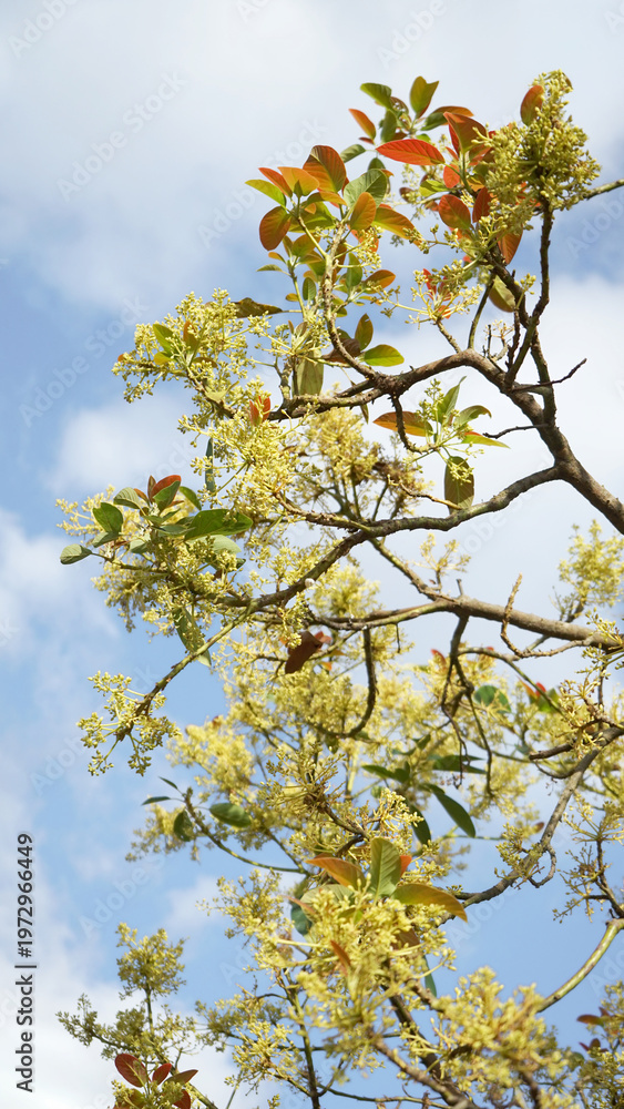 Fototapeta premium Avocado tree in full bloom against blue sky with clouds