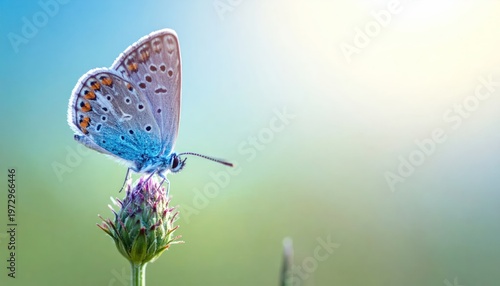 Close-up of a delicate blue butterfly perched on a flower bud.