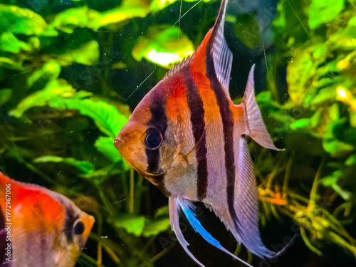 Altum Angelfish swimming in a lush planted freshwater aquarium.