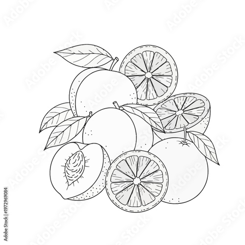Outline drawing of fresh peaches and citrus orange slices with leaves, featuring a half peach with a pit and various cross-sections of oranges, isolated on white background.