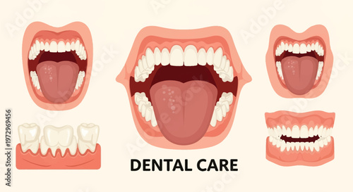 Detailed vector illustration set of human oral anatomy featuring open mouths with visible teeth, tongues, and gums, including a specific diagram of molar roots and gingiva.