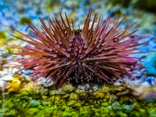 Purple Sea Urchin Echinoidea on a sandy seabed in a marine aquarium.