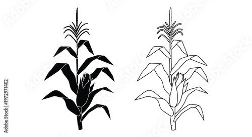 Two corn stalks depicted in a minimalist black and white illustration