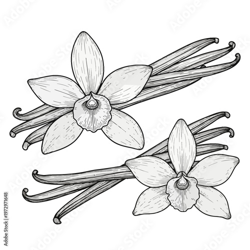 Hand-drawn black and white line art illustration of vanilla flowers and dried vanilla beans isolated on a white background with detailed engraving style shading and textures.