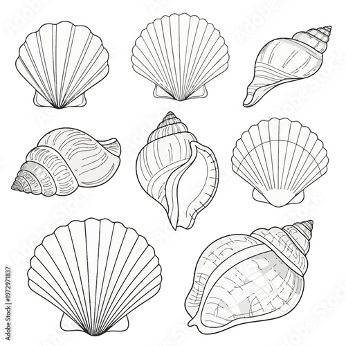 Set of eight diverse seashell line art illustrations featuring scallop shells, conch shells, and spiral snail shells for children's coloring book pages on a plain white background.