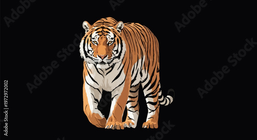 Full body vector illustration of a wild tiger walking forward toward the viewer isolated on a black background, featuring detailed orange fur with black stripes and white markings.