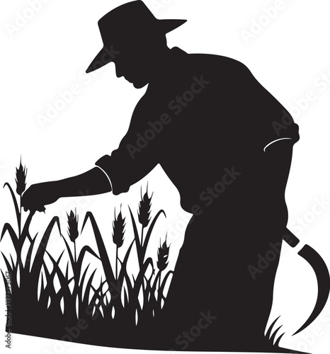 Black silhouette of man in hat bending to inspect wheat plants