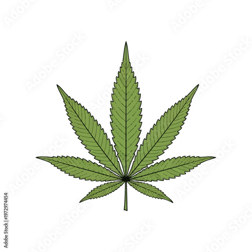 Green cannabis sativa leaf vector illustration isolated on a white background. Detailed graphic featuring black outlines, serrated edges, and realistic vein structure of the marijuana plant.