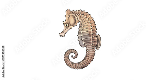 Brown Seahorse Marine Animal Portrait.