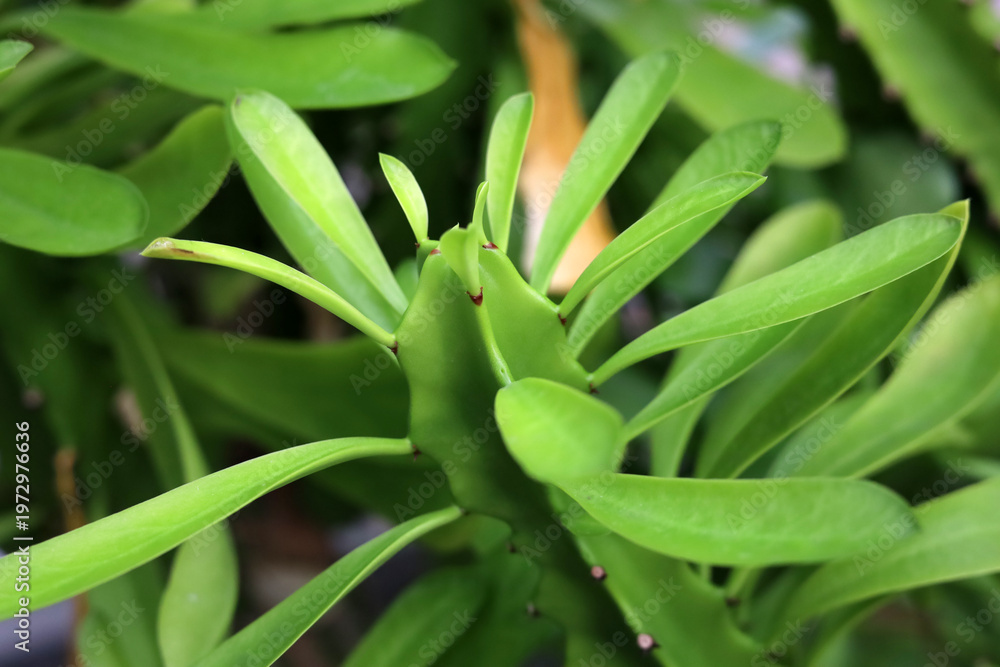 Fototapeta premium Close-up of green succulent plant with sharp thorns and tiny leaves. Euphorbia trigona