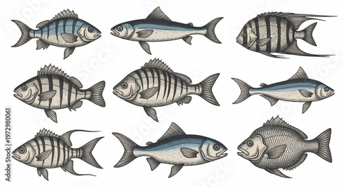 Set of nine vintage style hand drawn fish illustrations including mackerel and sea bream species with blue and grey scales and ink etched texture isolated on a white background.