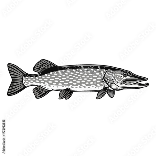 Detailed vector illustration of a Northern Pike (Esox lucius) in side profile, featuring characteristic spotted pattern and long body, isolated on white background.