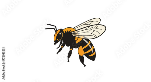 Detailed vector illustration of a honey bee with black and yellow stripes, translucent wings showing vein patterns, and antennae, isolated on a white background for nature and insect themes.